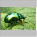 Chrysolina herbacea - Blattkaefer 02.jpg